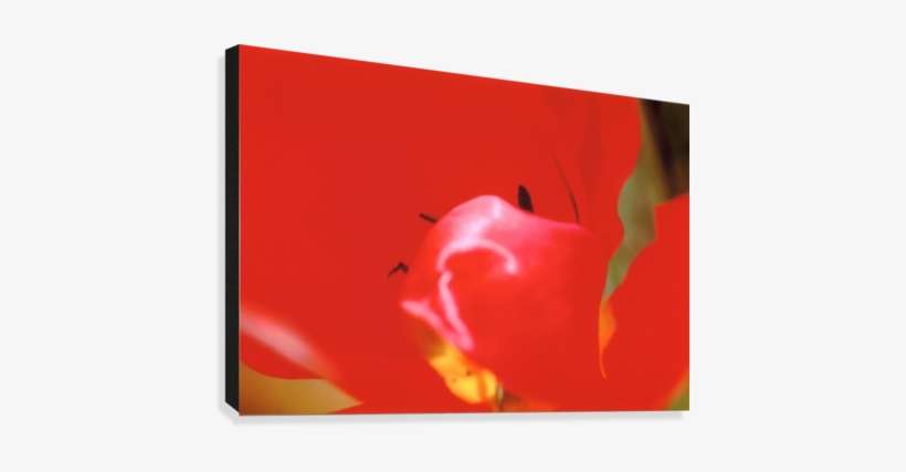 Red Tulip Photograph Canvas Print - Close-up, transparent png download