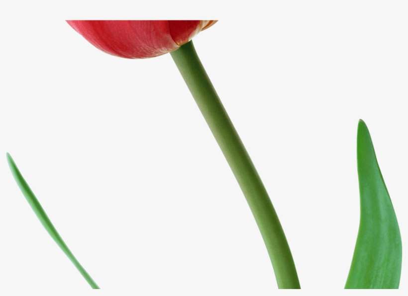 Large Png Red Tulip Clipart Gallery Yopriceville High - Clip Art, transparent png download