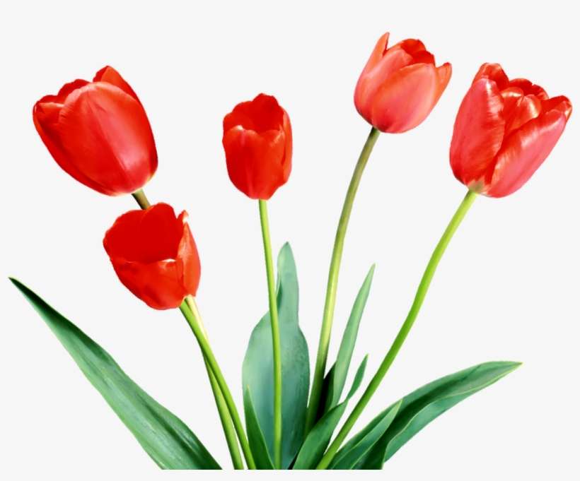 Spring Tulips - Flowers, transparent png download