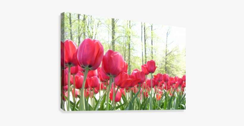 Red Tulip Garden Photograph Canvas Print - Sprenger's Tulip, transparent png download