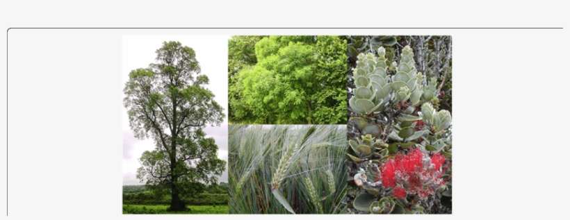 Clockwise From Left - Fraxinus Excelsior, transparent png download