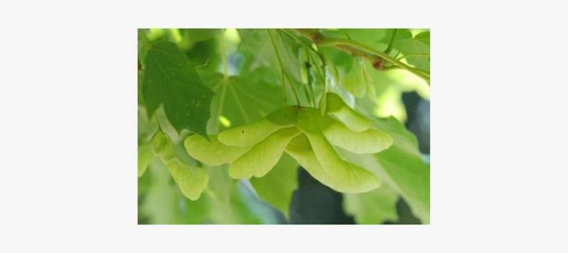 Norway Maple , The Original Species, Developing Seed - Tulip Poplar, transparent png download