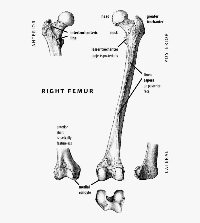 Top Of The Femur Called, transparent png download