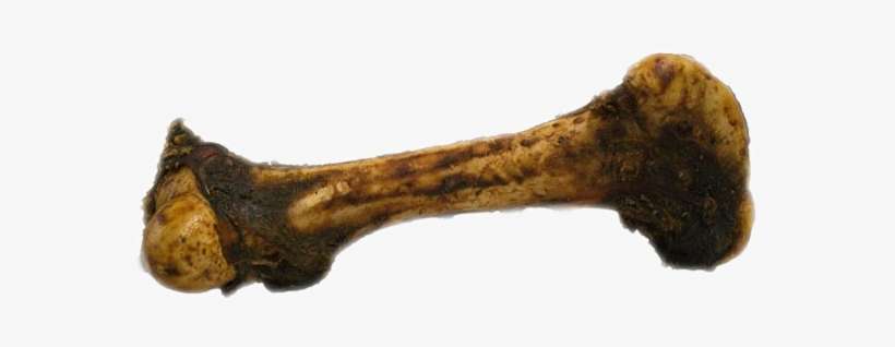 Home & Field Beef Dinosaur Femur Bone - Skull, transparent png download
