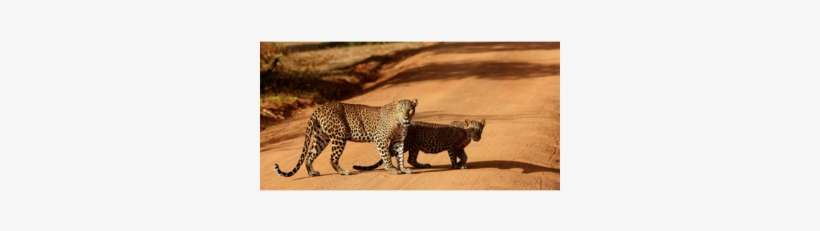 Could Leopard Be More Endangered Than Previously Thought - Leopard, transparent png download