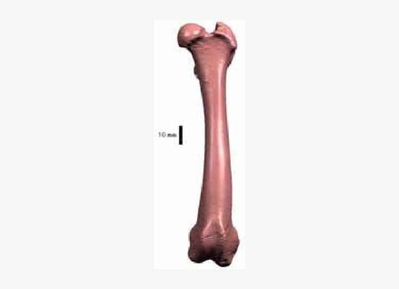 A Virtual Model Of The Canine Femur - Wood, transparent png download