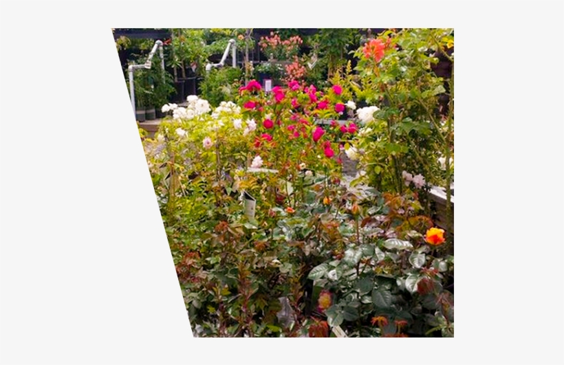A To Z Supply - B & C Ace Home & Garden Center, transparent png download