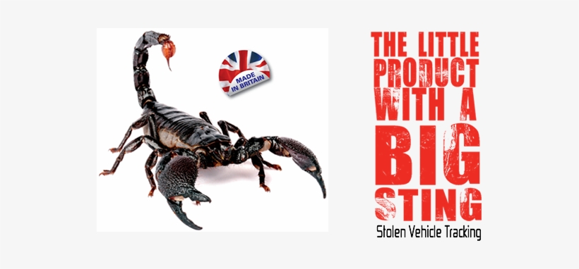 Scorpiontrack Scorpion - Scorpions By Gail Saunders-smith, transparent png download