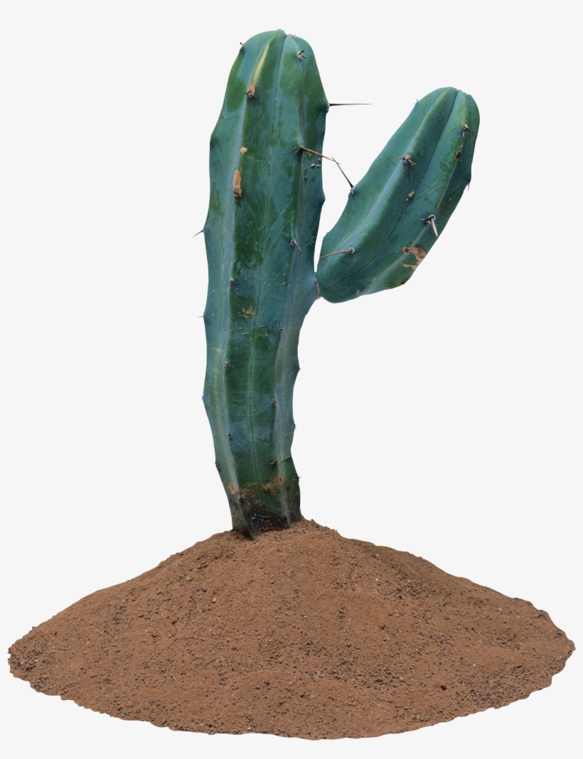Cactus Transparent Background, transparent png download