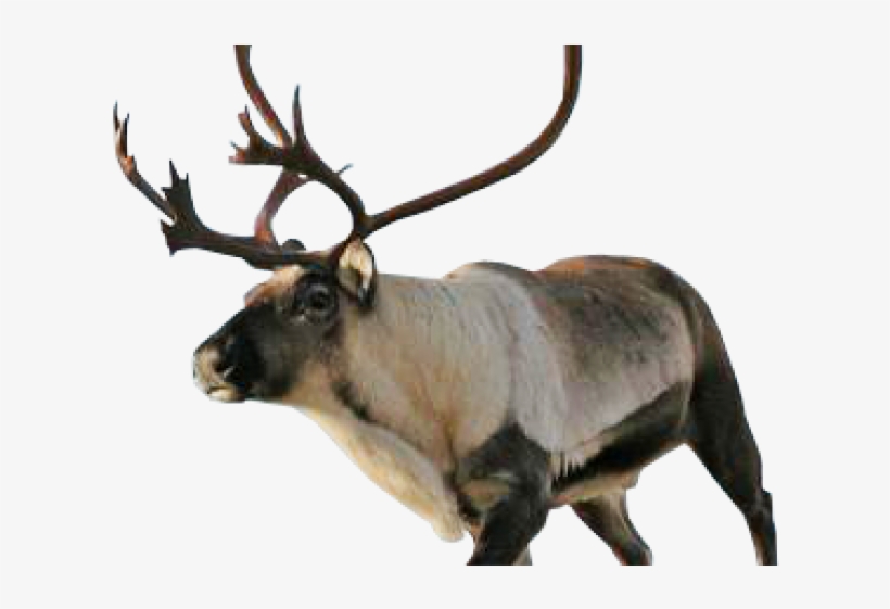 Reindeer Png Transparent Images - Reindeer, transparent png download
