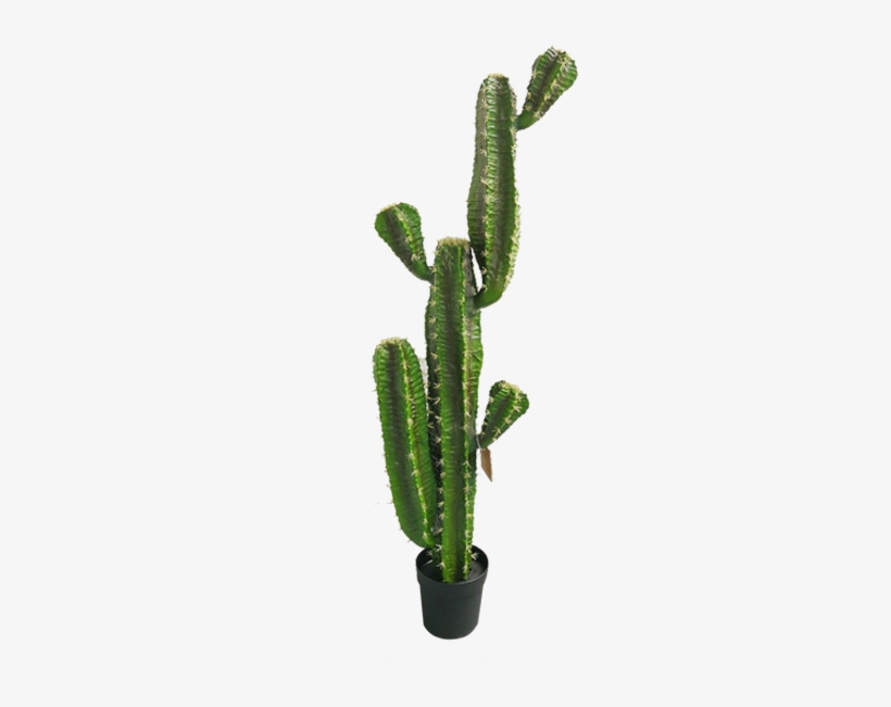 Cactus, transparent png download