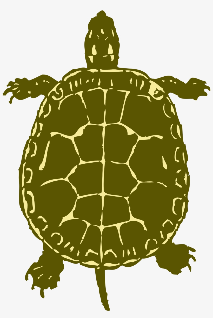 Big Image - Turtle From Birds Eye View, transparent png download
