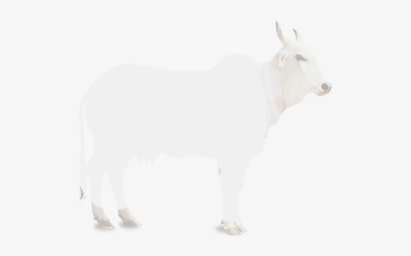 cow image desi cow clip art png image transparent png free download on seekpng cow image desi cow clip art png image