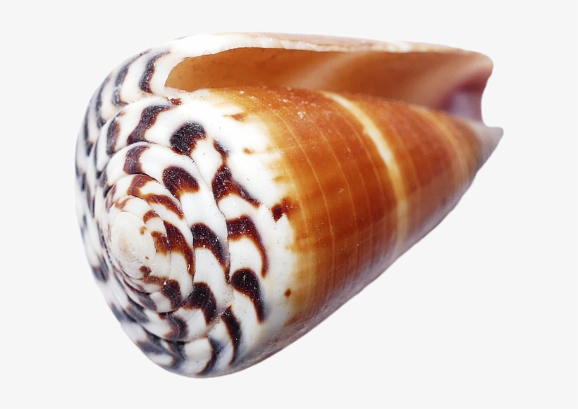 Coquillages Png Png Image Transparent Png Free Download On Seekpng