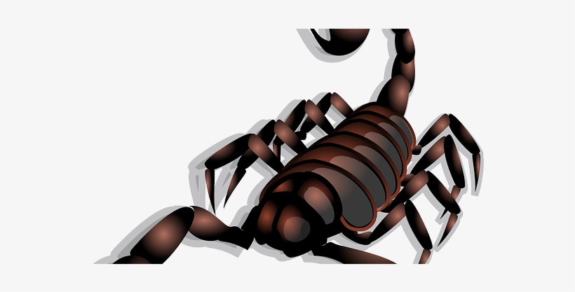 Home Remedies For Scorpions Bites, transparent png download