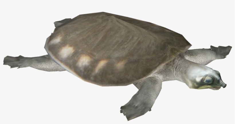 Pig-nosed Turtle, transparent png download