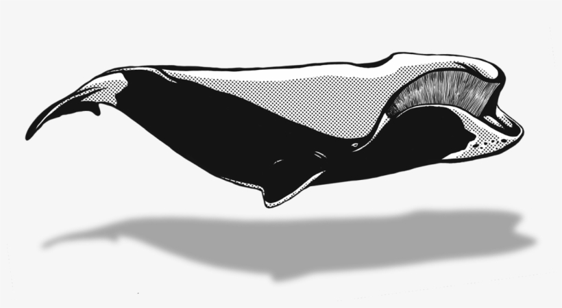 May - Illustration, transparent png download