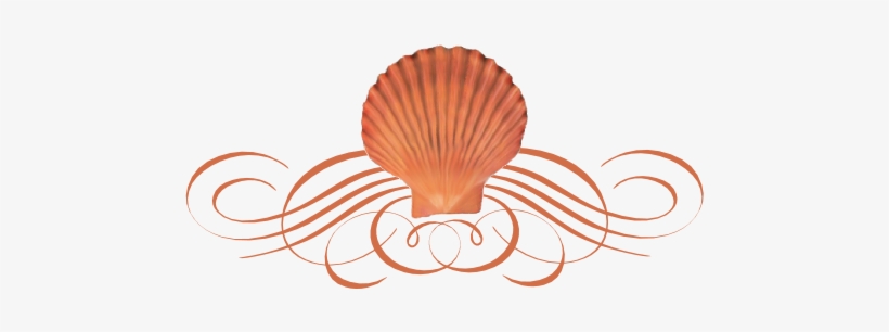 Seashell Flourish - Seashell Dividers, transparent png download