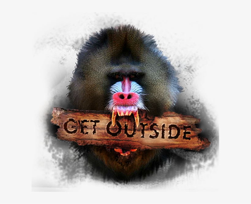 Monkey Png Anim - Mandrill Monkey, transparent png download