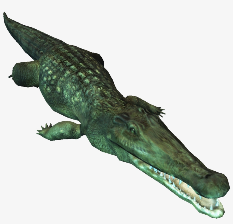 Ac4db - Crocodile - American Crocodile, transparent png download
