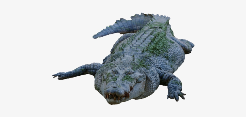 Crocodile Png Transparent Image - Crocodile Png, transparent png download