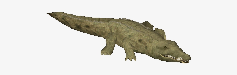 Orinoco Crocodile - Nile Crocodile, transparent png download
