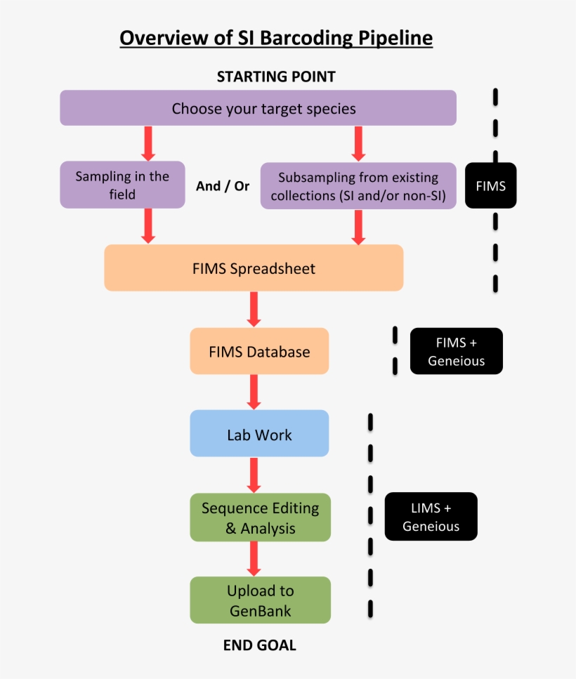 Images/si Barcoding Pipeline - Barcode, transparent png download