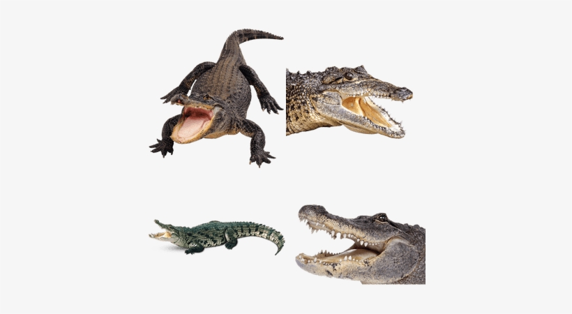 Alligators Png, transparent png download