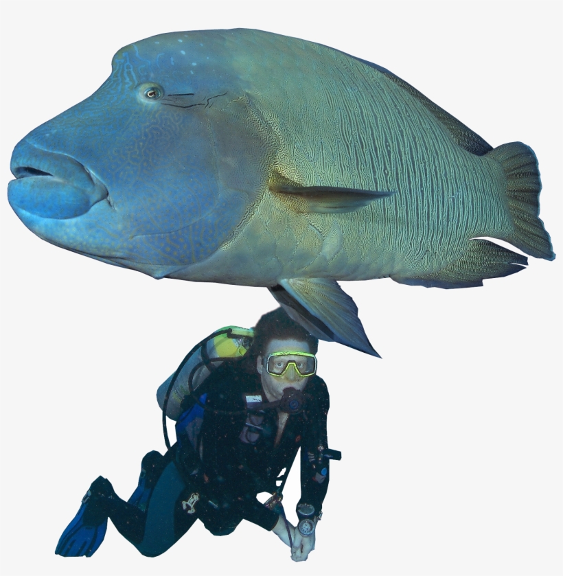 Diver And Napolean Wrasse - Humphead Wrasse, transparent png download