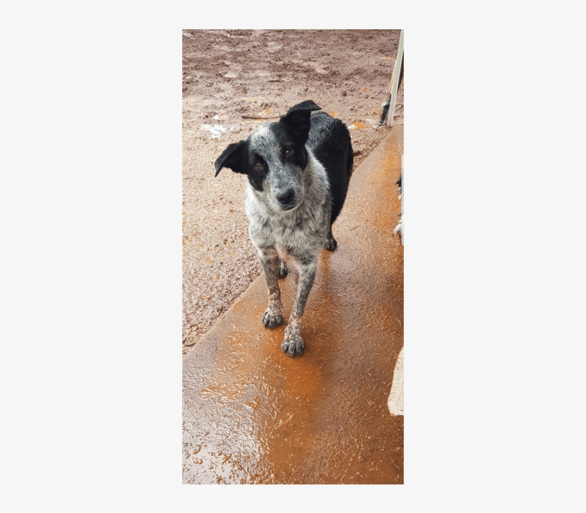 Photo Of Bliss - Australian Stumpy Tail Cattle Dog, transparent png download