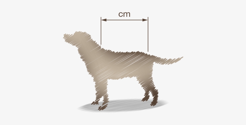 Measure From This Point To Where Your Dogs Tail Joins - Dog, transparent png download