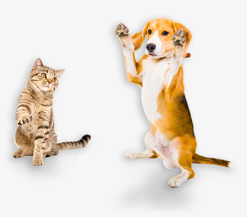 Australian Made Pet Treats - Beagel Standing Back Legs, transparent png download