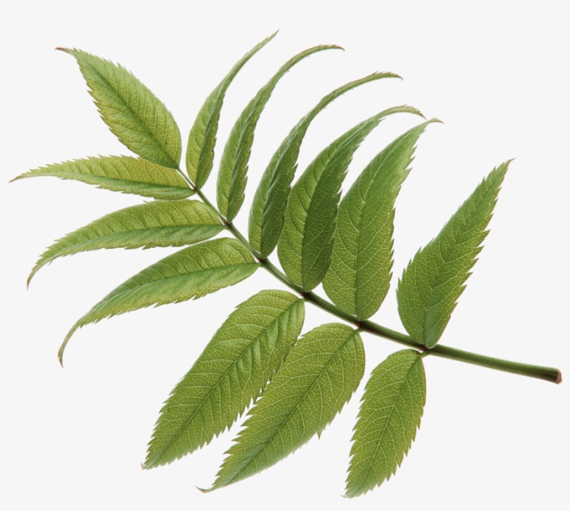 Colorful, Leaves, Plants, Green, Spring, Polyvore, - 自己分析 2004年度版: 就職試験, transparent png download