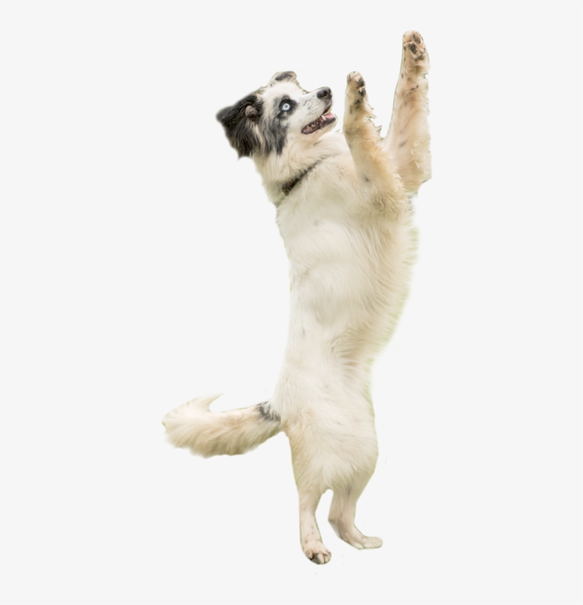 Dog Catching Png, transparent png download