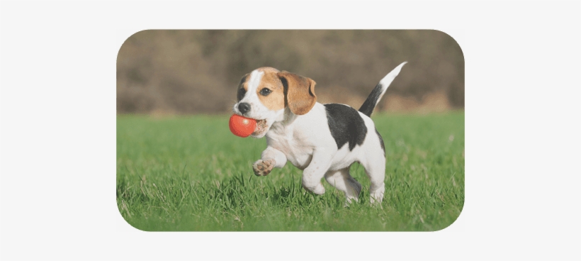Essential Social Skills - 2016 Puppies Calendar - 16-month Wall Calendar, transparent png download