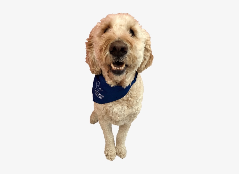 Dog With Bandana - Dog, transparent png download