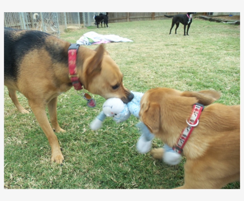 Dogs Playing - Dog, transparent png download