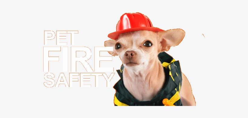 A Chihuahua Dressed Like A Fireman - Chihuahua, transparent png download