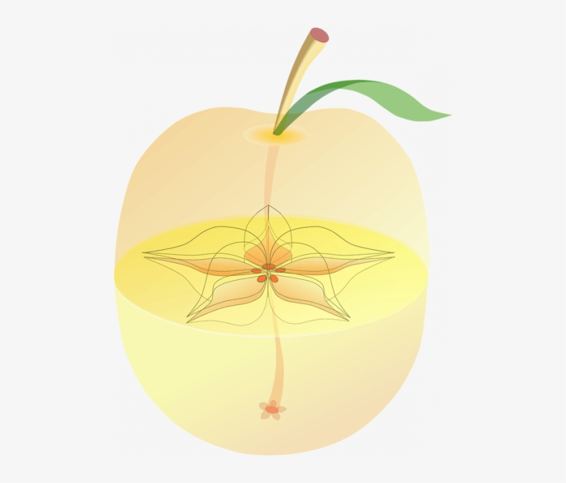 20170221 Paedomabdil23593 Id122726 Guarda La Manzana - Apple, transparent png download