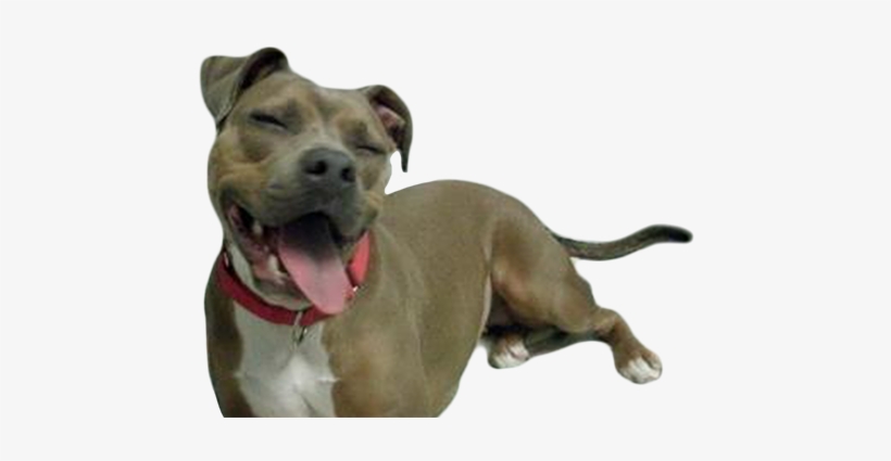 Warl Running Club - Running Dog Transparent, transparent png download