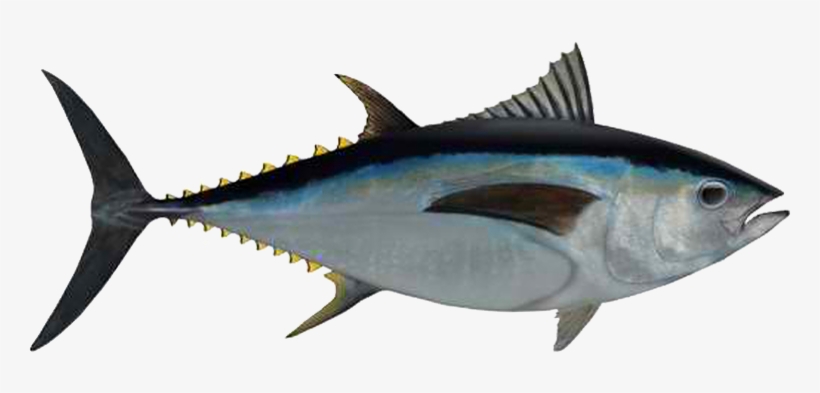Ahi Tuna Png Photos - Big Eye Tuna Png, transparent png download