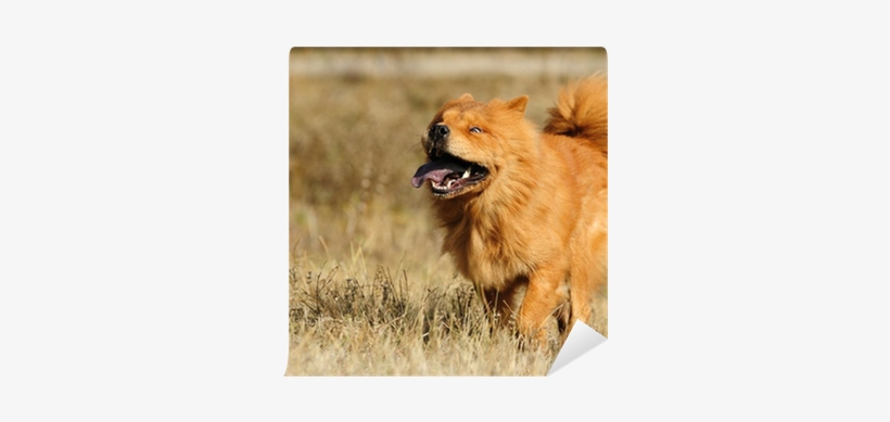 Chow Chow, transparent png download