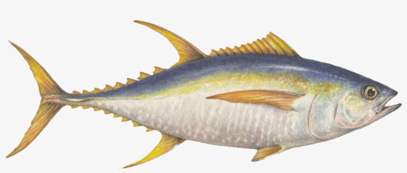 Monterey Bay Aquarium Seafood Watch, transparent png download