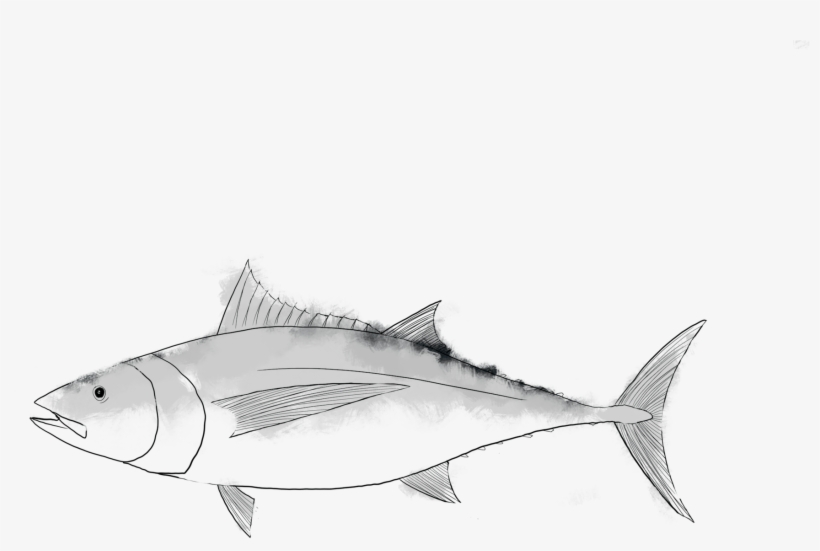 Clipart Tuna Fish Black And White - Perch, transparent png download