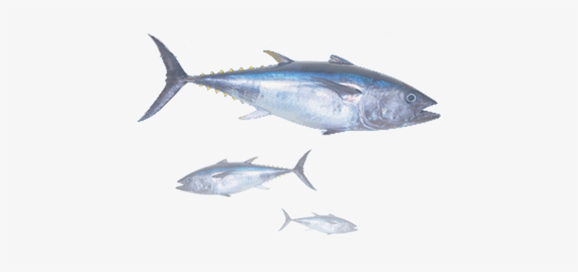 Voodoo Fishing Charters Deep Sea Offshore Tuna Fishing - Tuna Fish India, transparent png download