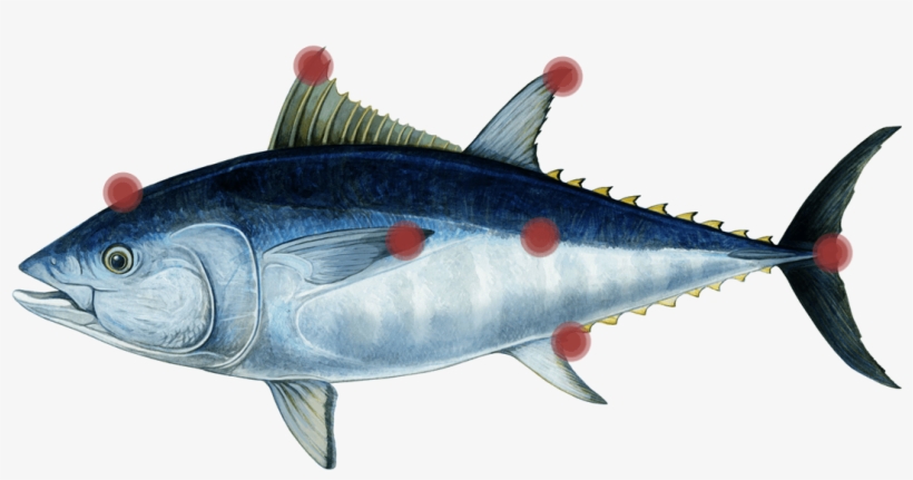 Tuna-parts - Fish To Eat, transparent png download
