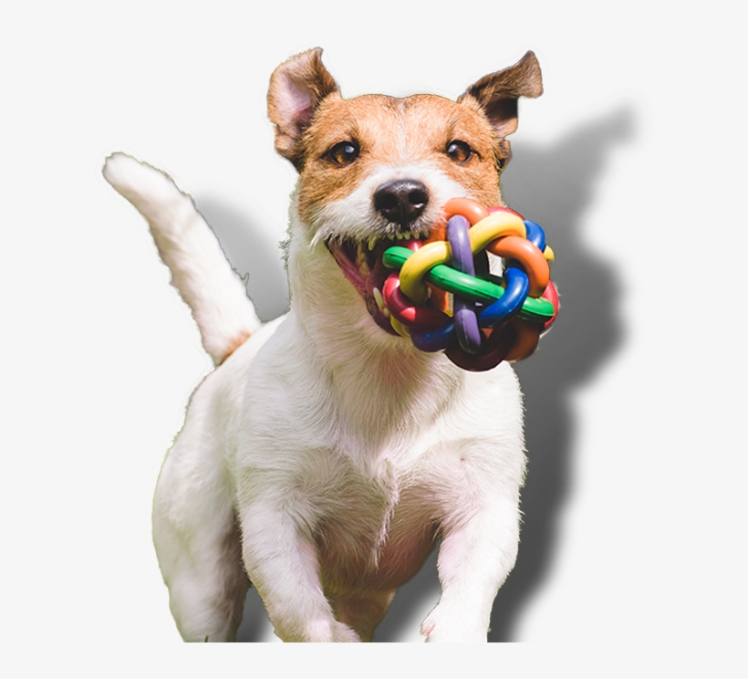 Dog Groominghave A Spaw Day With Us - Dogs Having Fun: Level A Photo Book Set 2, transparent png download