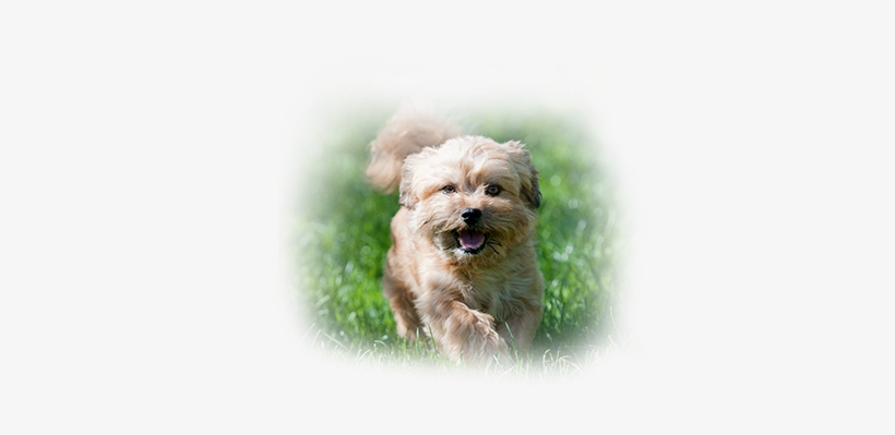 Pet Care Tips In Avon Lake - Polished Paws Salon & Boutique, transparent png download