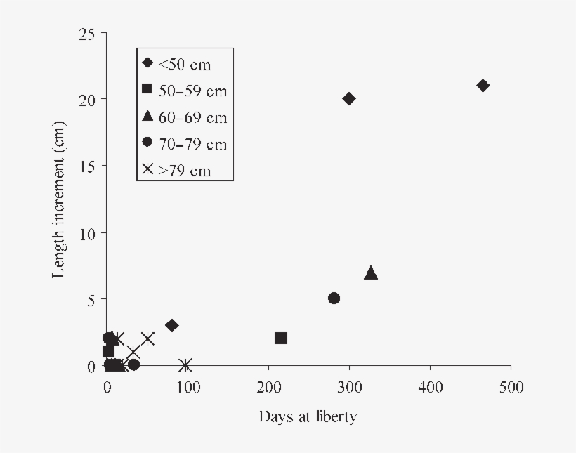 Length Increment Of Recaptured White Anglerfish, Shown - Tag, transparent png download