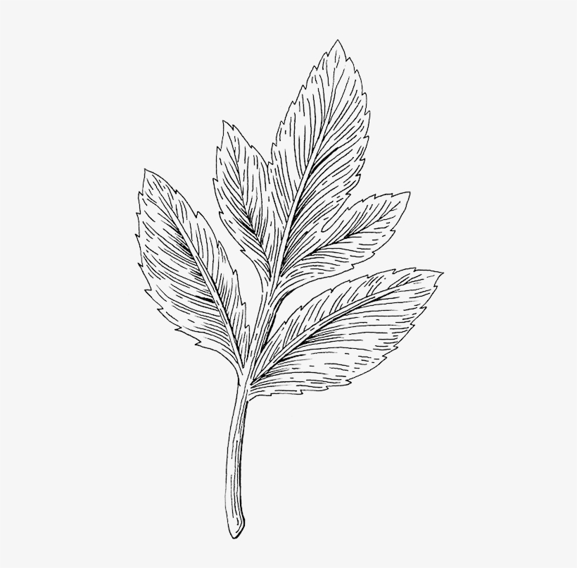 Angelica2 - Line Art, transparent png download